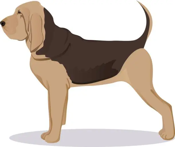 Vector illustration of Bloodhound dog