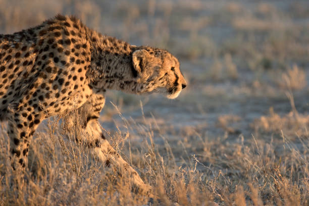 istock Cheetah in the morning light 670259728
