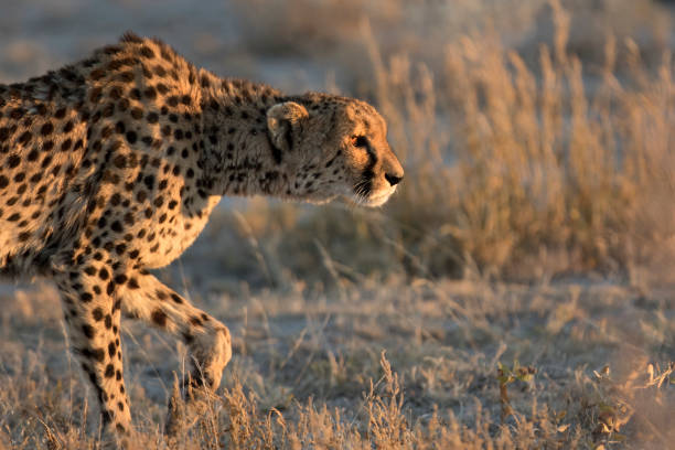 istock Cheetah in the morning light 670262388