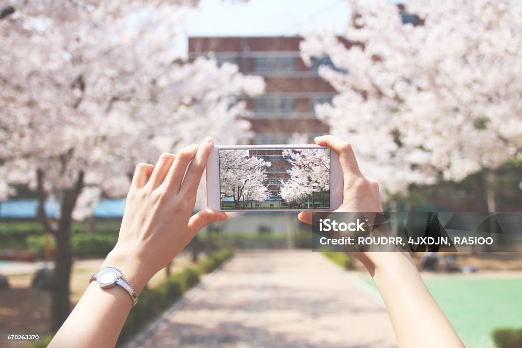 Person is taking photos cherry blossoms road Mobile Phone, Photo Messaging, Smart Phone, Springtime, cherry blossoms Photographing Stock Photo