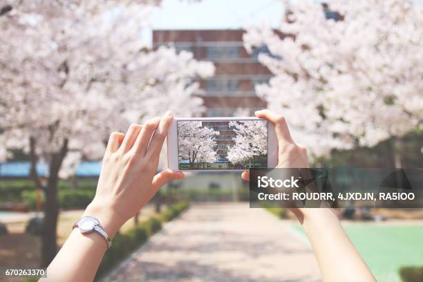 Person Is Taking Photos Cherry Blossoms Road Stock Photo - Download Image Now - Photographing, Smart Phone, Home Video Camera