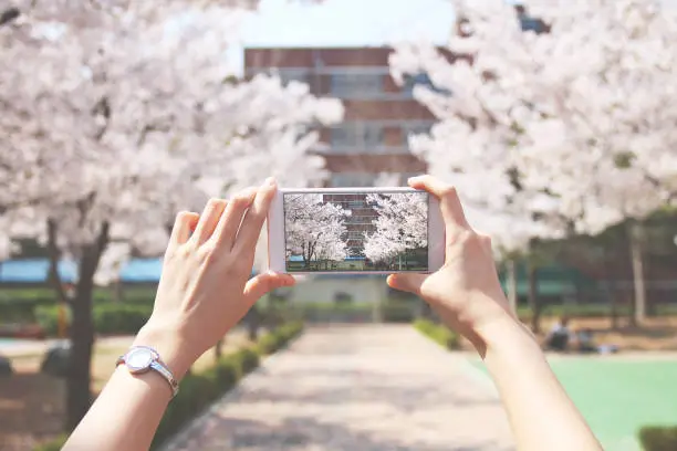 Photo of Person is taking photos cherry blossoms road
