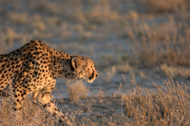 istock Cheetah in the morning light 670263526