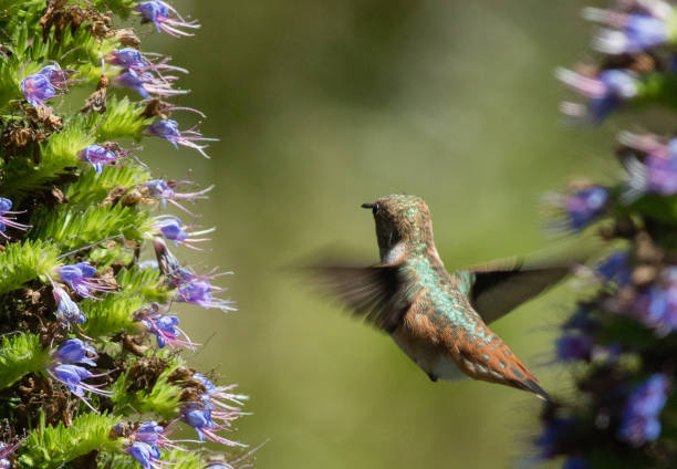 istock A hummingbird at Huntington Central Park 670263640