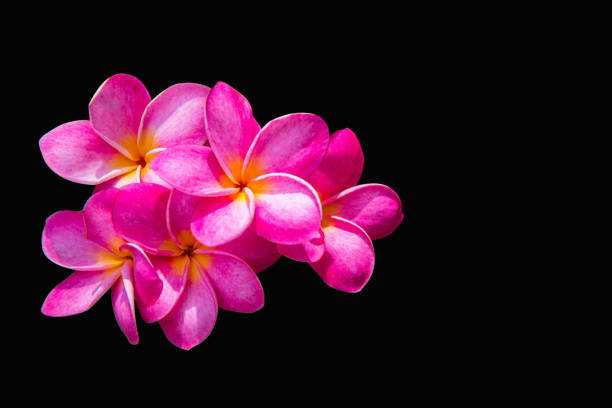 istock Pink frangipani flower on a black background,clipping path. 670264964