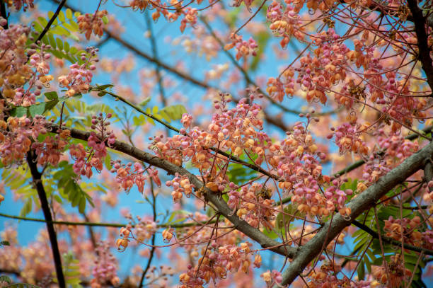 istock Pink shower tree blossoms in summer 670265670