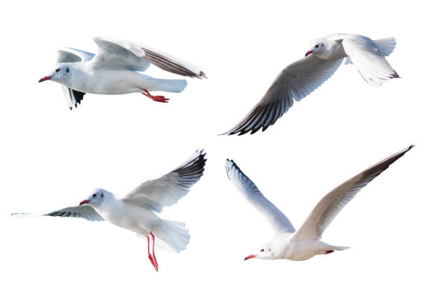 istock Seagulls flying style Isolated on white background,clipping path. 670265828