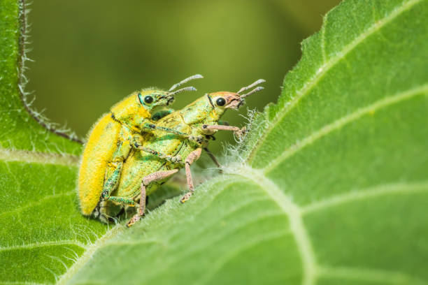 istock Insect are breeding on a green leaves. 670267182