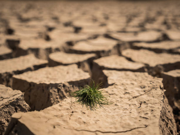 istock Small grass growth on dried and cracked soil in arid season. 670267230