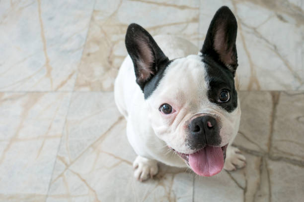 istock French bulldog dog sitting looking at the camera 670269934