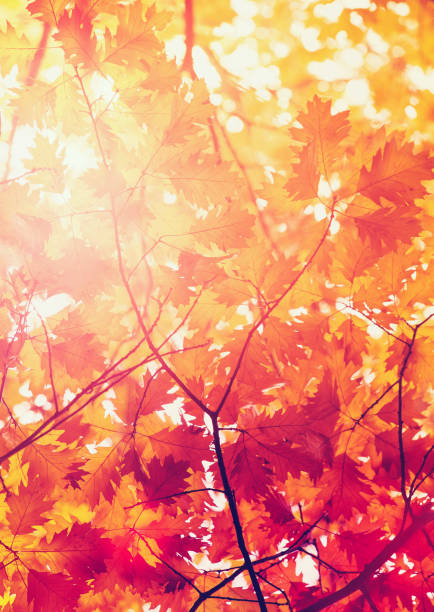 istock Leaves on the branches in the autumn forest. 670271090