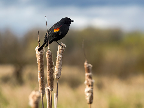 A Red-winged Blackbird perched on a cattail. At a  National Wildlife Refuge in Washington State.