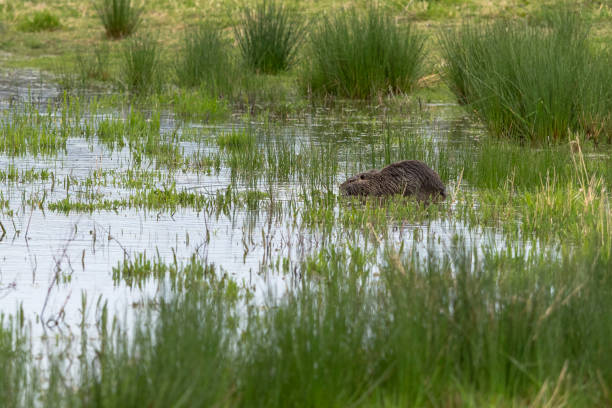 istock Nutria Myocastor Coypus in Washington State in a Pond 670271708