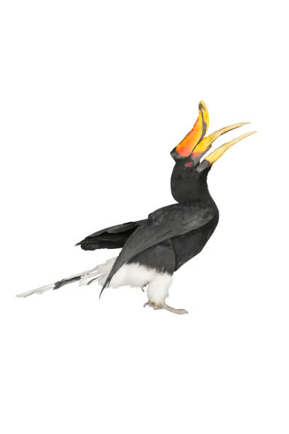 Isolated jumping red eyes Rhinoceros hornbill, A malaysian national bird