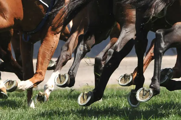 Horse racing action, hooves, legs, tails and grass