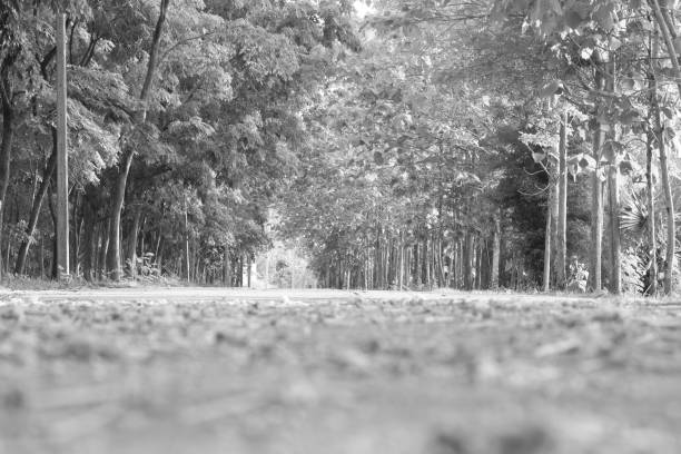 Many forests are on the side of the road.