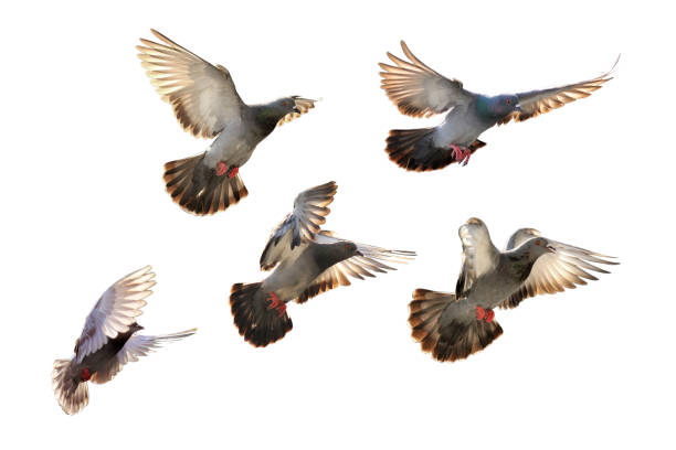 istock flying pigeon isolated on black background 670273750