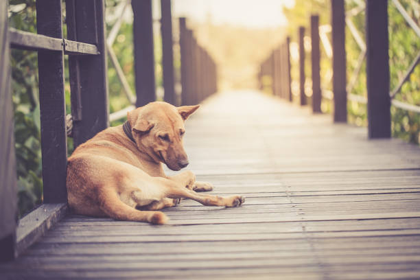Dog on the wooden walkway