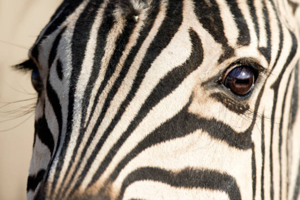istock Close up of a zebra's eye. 670276102