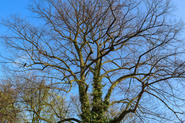 istock Tree in the park of Hamburg. Germany 670276156