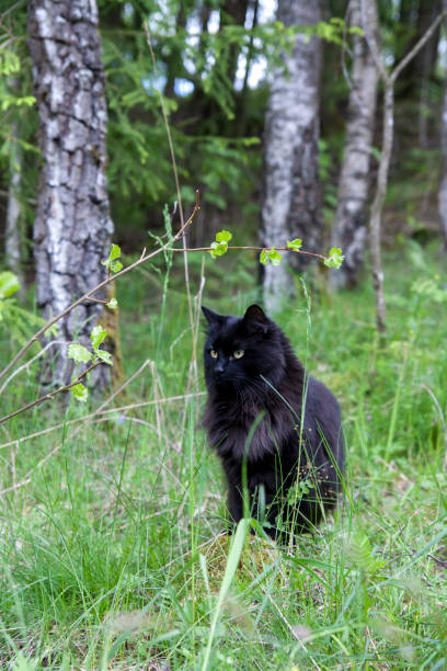 istock House cat in Norway 670277204