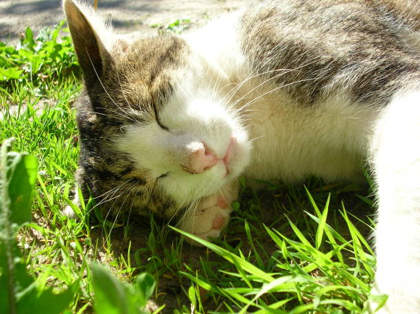 istock House cat in Norway 670277260