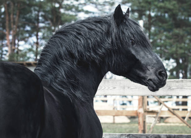 istock Portrait of black stallion 670280748
