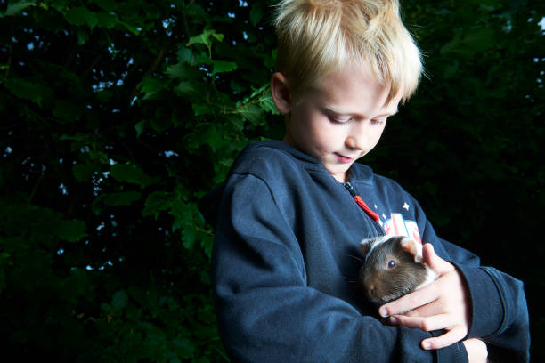 ragazzo che tiene in braccio un animale domestico di porcellino d'india - guinea pig pets child stroking foto e immagini stock