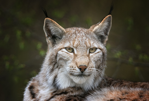 Portrait of an Eurasian lynx (Lynx lynx)