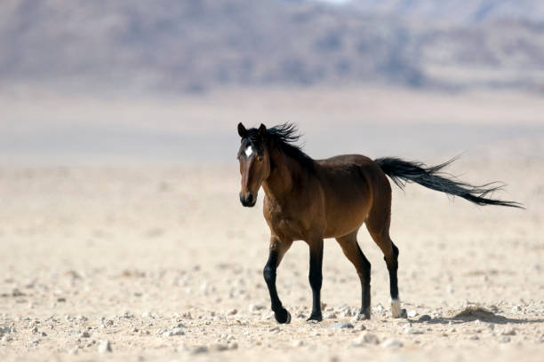 istock Wild Namibian desert horse. 670295692