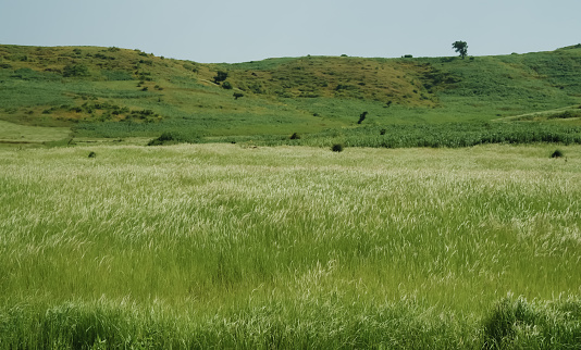 green prairie  landscape in summer