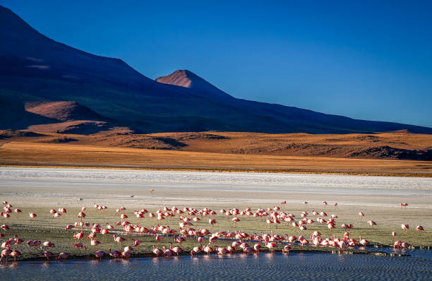 istock Flock of flamingoes 670309392