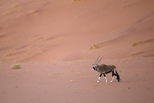 istock Oryx in the Sossusvlei Sand Dunes. 670309560