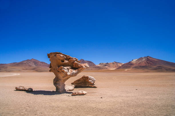 roca piedra arbol - bizarre landscape sand blowing fotografías e imágenes de stock