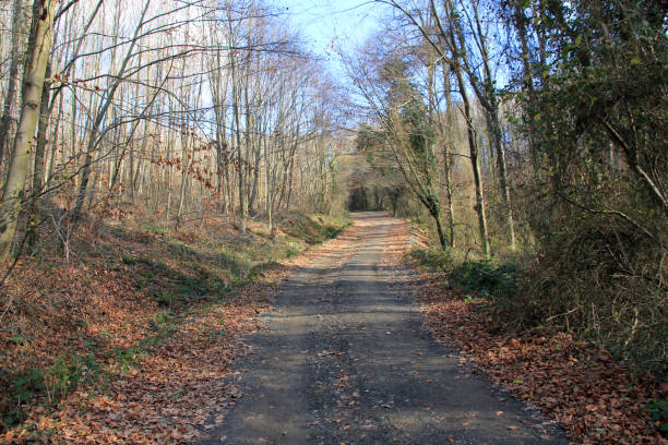 istock A view from the Belgrade forest. Autumn forest. 670310246