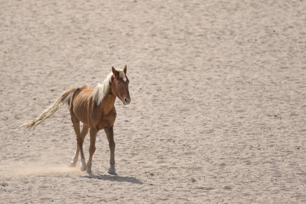 istock Wild Namibian desert horse. 670313654