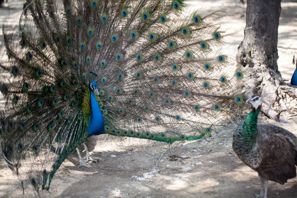 istock Male peacock show his beautiful tail 670314042