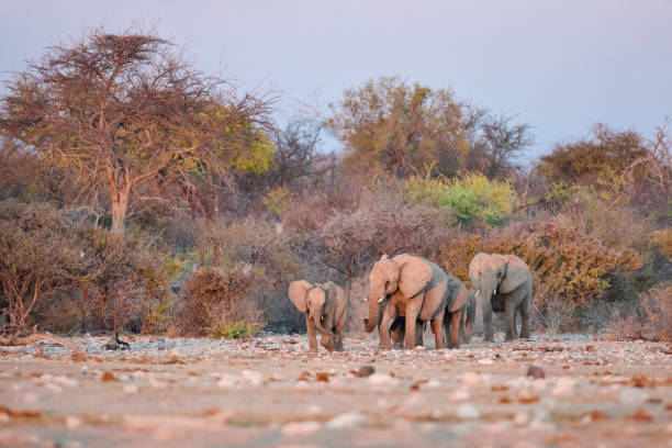 象の群れが水の穴に近づいています。 - damaraland ストックフォトと画像