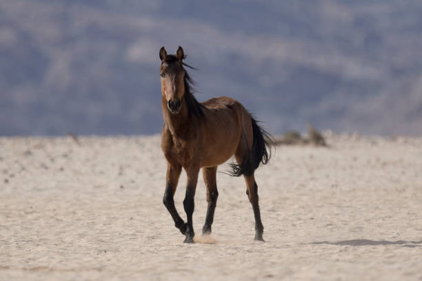 istock Wild Namibian desert horse. 670319554