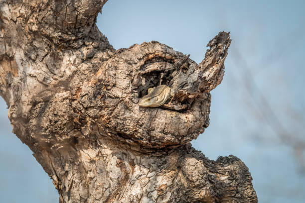 istock Rock monitor in a tree. 670326014