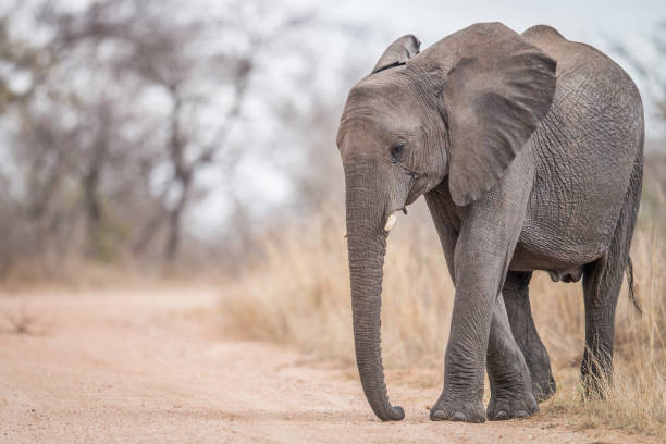 istock An Elephant walking on the road. 670326066