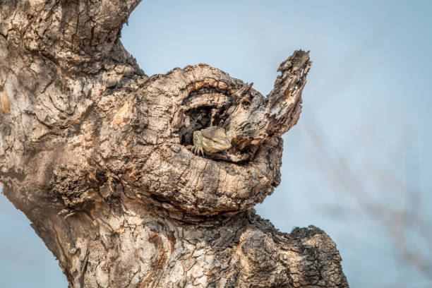 istock Rock monitor in a tree. 670326180