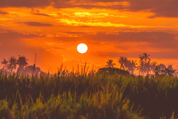Close up of sun above rice paddy field. The sky is in gradation of dark red to light orange. There's a coconut palm tree on the backgrounds.