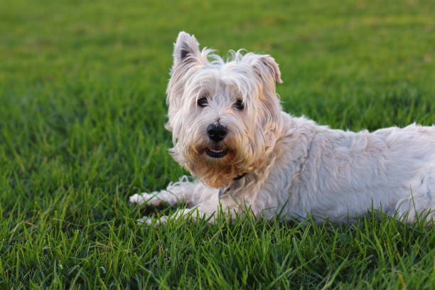 istock Terrier dog on the grass 670328860