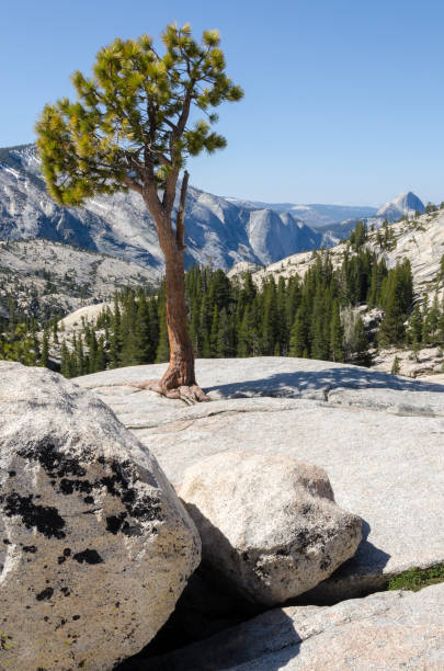 istock Yosemite National Park 670330296