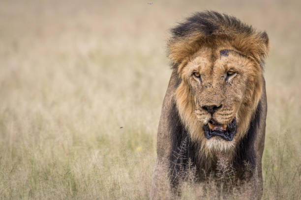 istock Male Lion in the high grass. 670336654