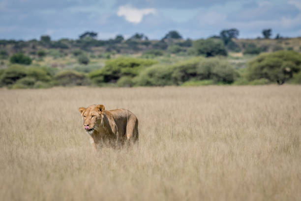 istock Lion in the high grass. 670336666