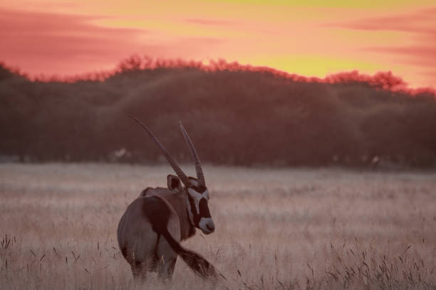istock Gemsbok standing in grass at sunset. 670336740