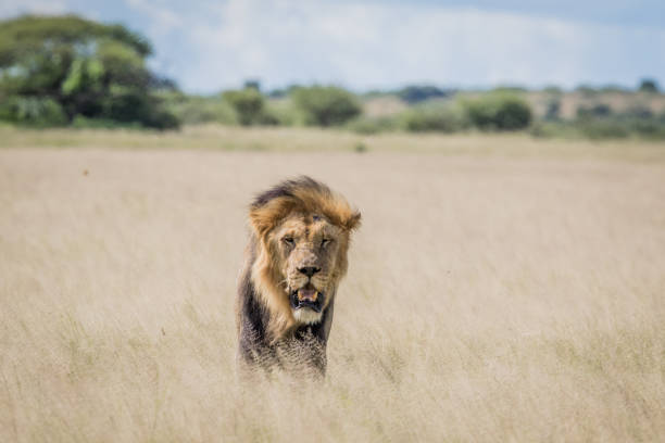 istock Male Lion in the high grass. 670336744
