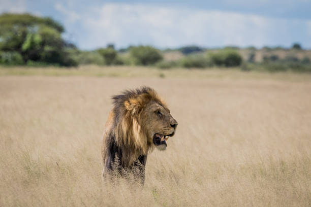istock Male Lion in the high grass. 670336776